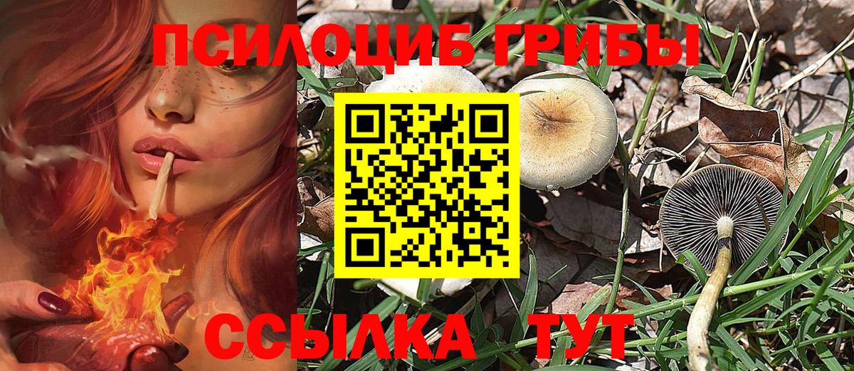 Псилоцибиновые грибы Cubensis  Вход с VPN  Отрадное  Галлюциногенные грибы Psilocybine cubensis 